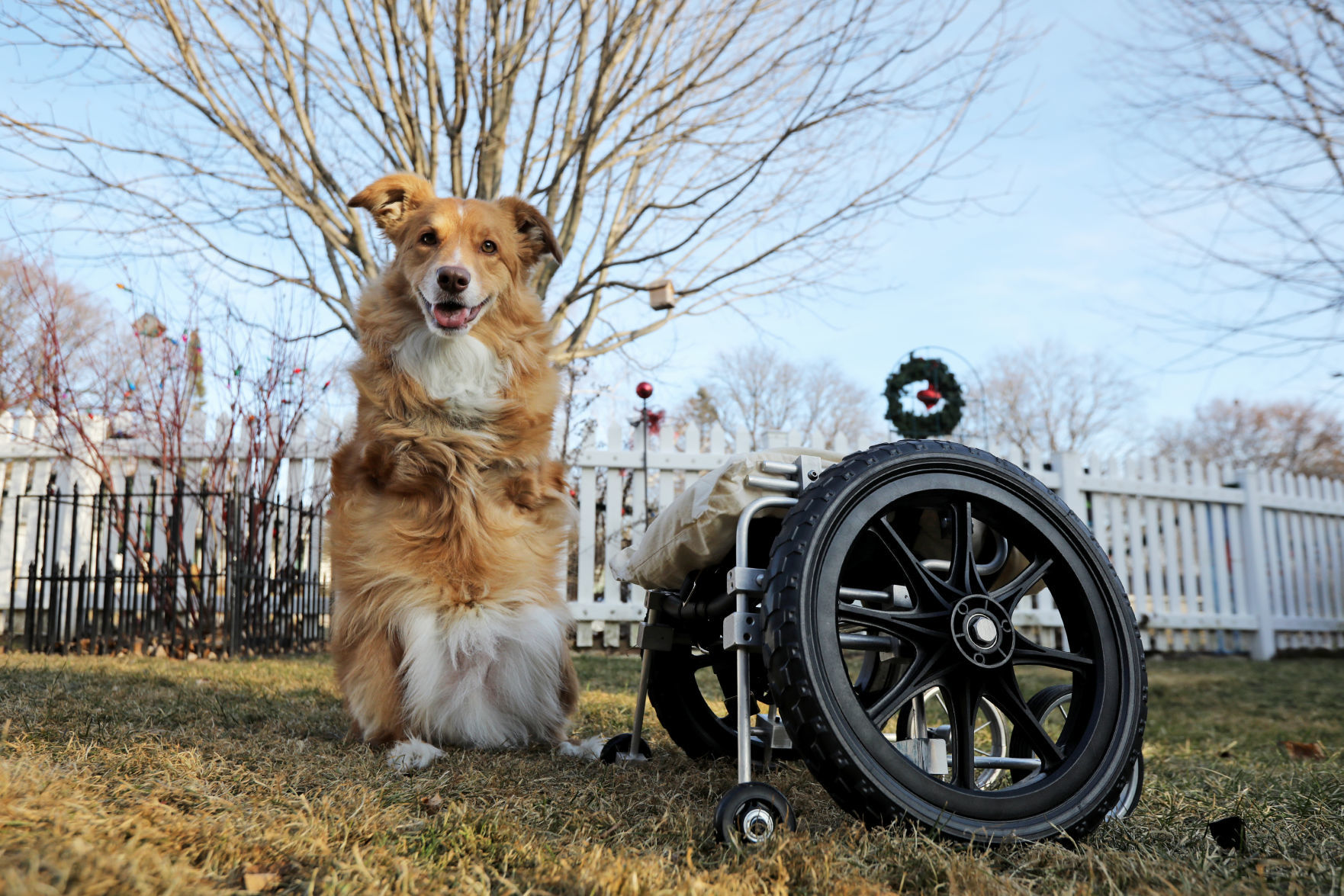 03AdaptiveDogCart0155AJA-12272019162827